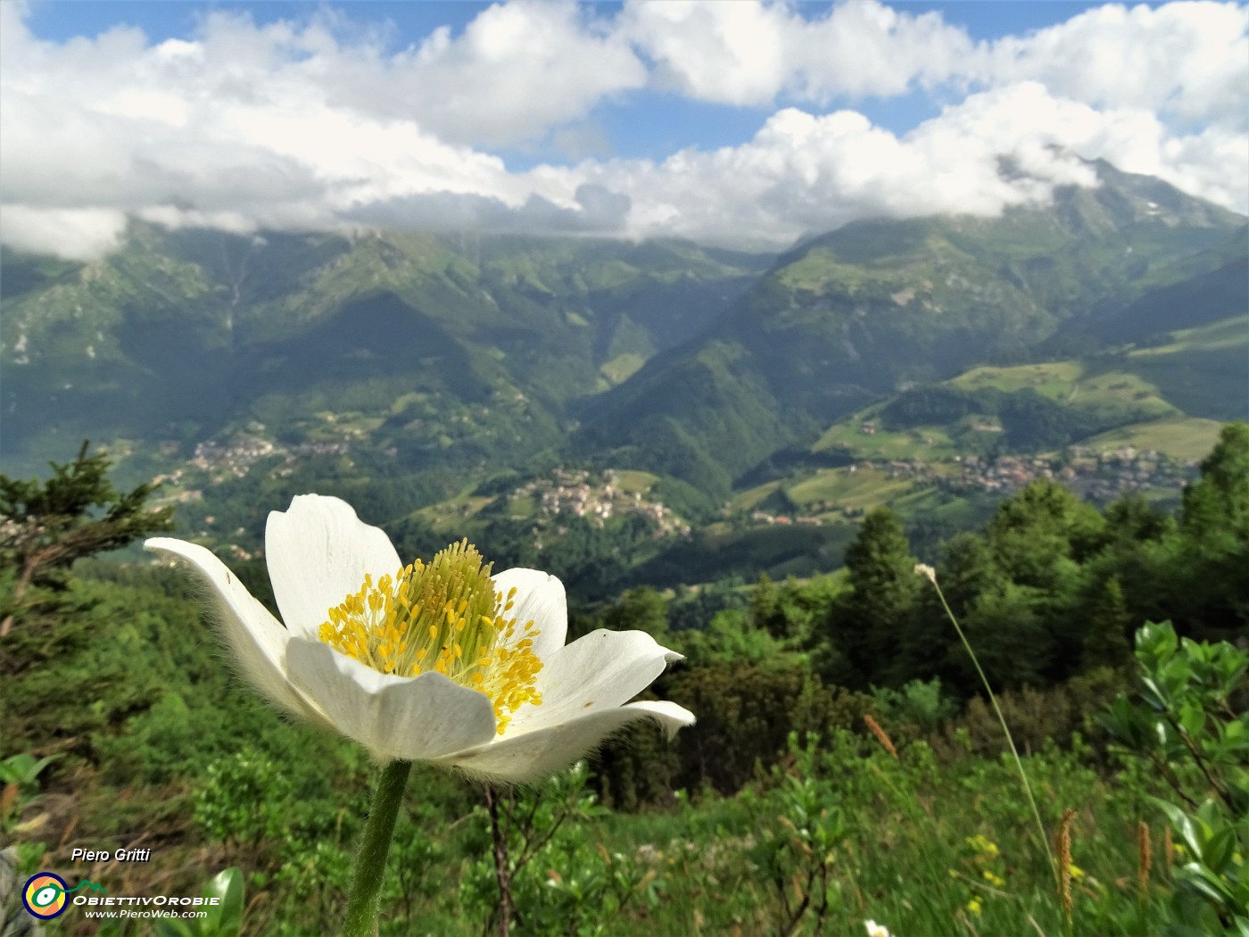 10 Pulsatilla alpina con vista sulla conca di Oltre il Colle.JPG